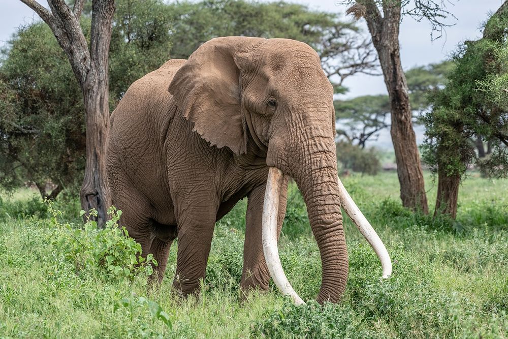 Art Print: Africa-Kenya-Amboseli National Park Close-up of elephant 