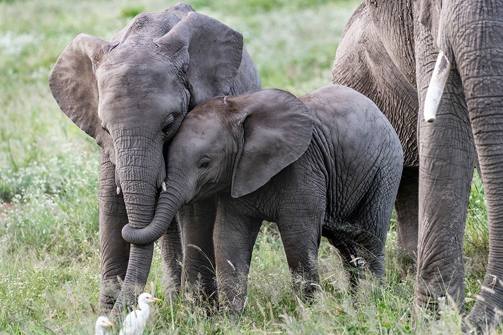 Art Print: Africa-Kenya-Amboseli National Park Close-up of juvenile elephant 