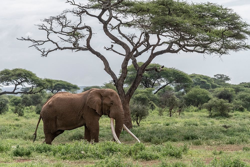 Art Print: Africa-Kenya-Amboseli National Park Elephant and acacia tree 