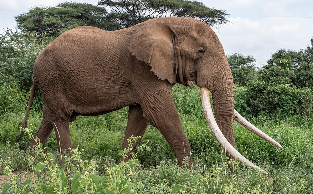 Art Print: Africa-Kenya-Amboseli National Park Close-up of walking elephant 