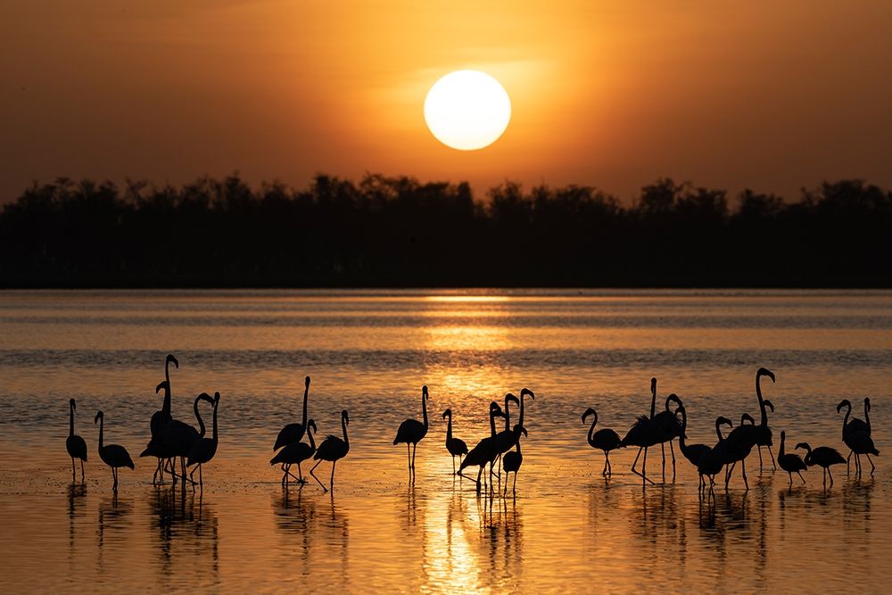 Art Print: Africa-Kenya-Amboseli National Park Greater flamingos in water at sunrise 