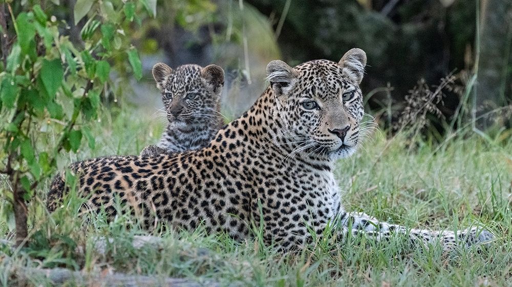 Art Print: Africa-Kenya-Maasai Mara National Reserve Close-up of leopard mother and cub 