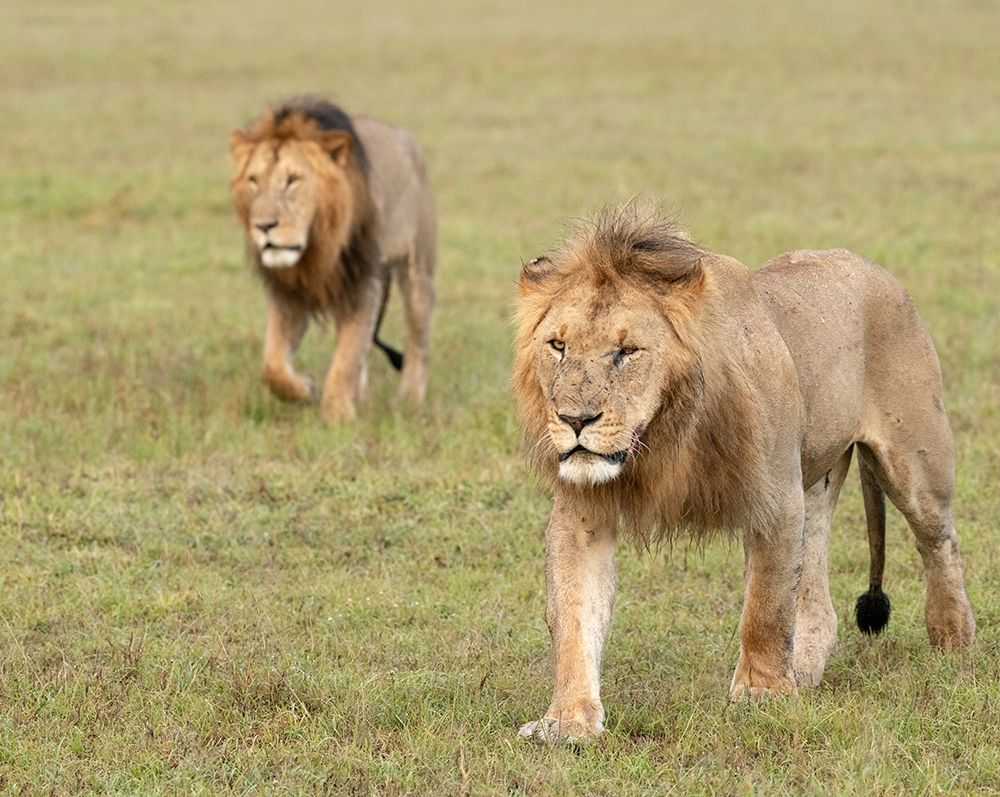 Art Print: Africa-Kenya-Maasai Mara National Reserve Close-up of two walking lions 