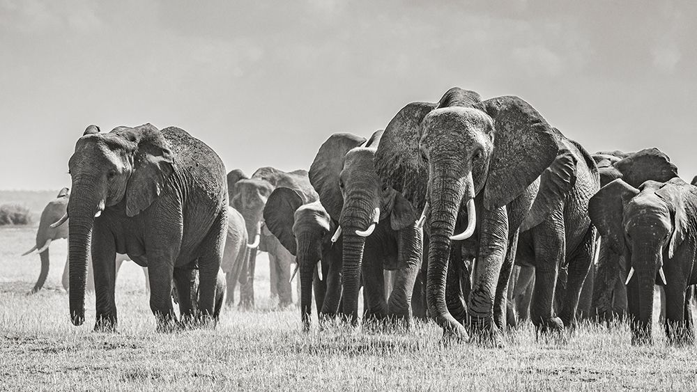 Art Print: Africa-African elephant-Amboseli National Park Panoramic of front of elephant herd walking 
