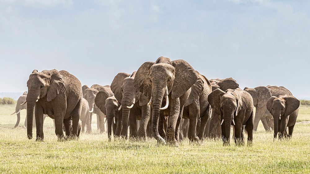 Art Print: Africa-African elephant-Amboseli National Park Panoramic of front of elephant herd walking 