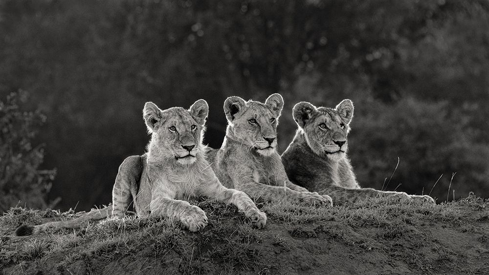 Art Print: Africa-Kenya-Maasai Mara National Reserve Three resting lions 