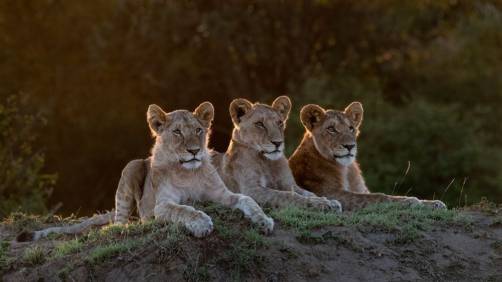 Art Print: Africa-Kenya-Maasai Mara National Reserve Three resting lions 