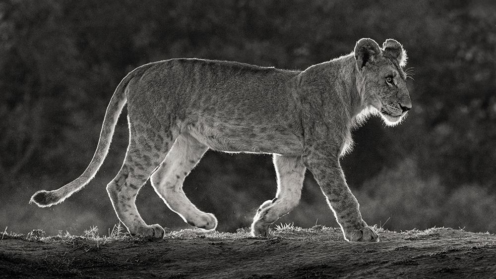 Art Print: Africa-Kenya-Maasai Mara National Reserve Backlit close-up of young lion 
