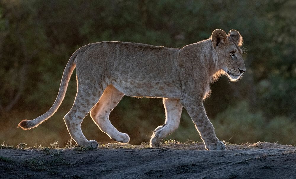 Art Print: Africa-Kenya-Maasai Mara National Reserve Backlit close-up of young lion 
