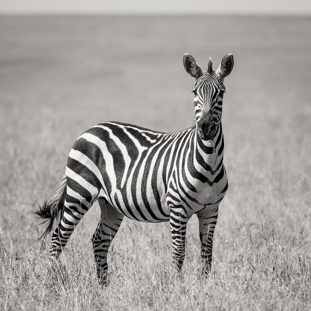 Art Print: Africa-Kenya-Maasai Mara National Reserve Close-up of lone zebra 