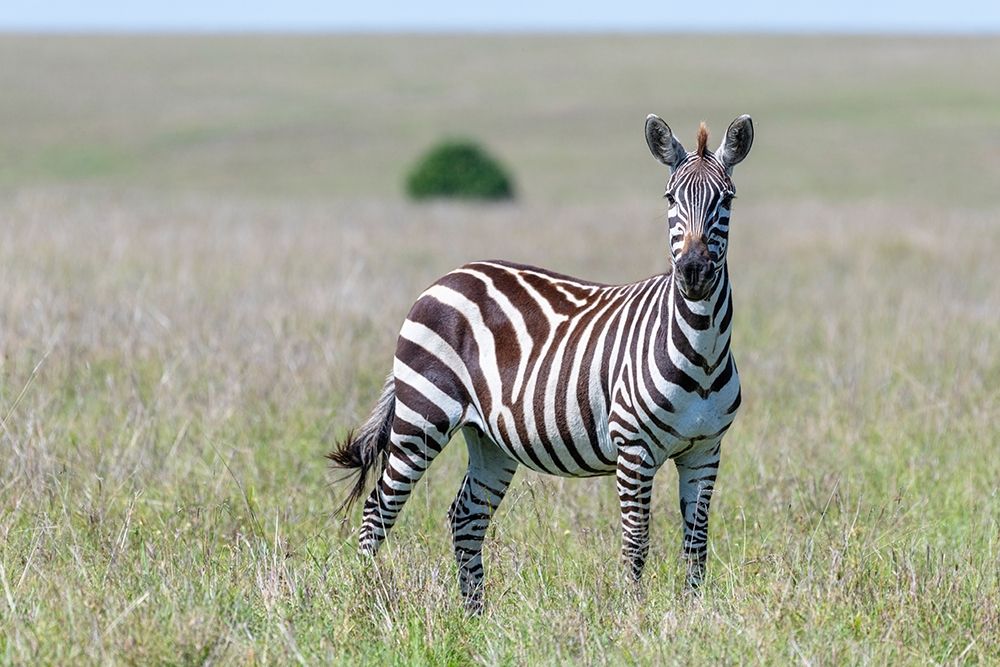 Art Print: Africa-Kenya-Maasai Mara National Reserve Close-up of lone zebra 