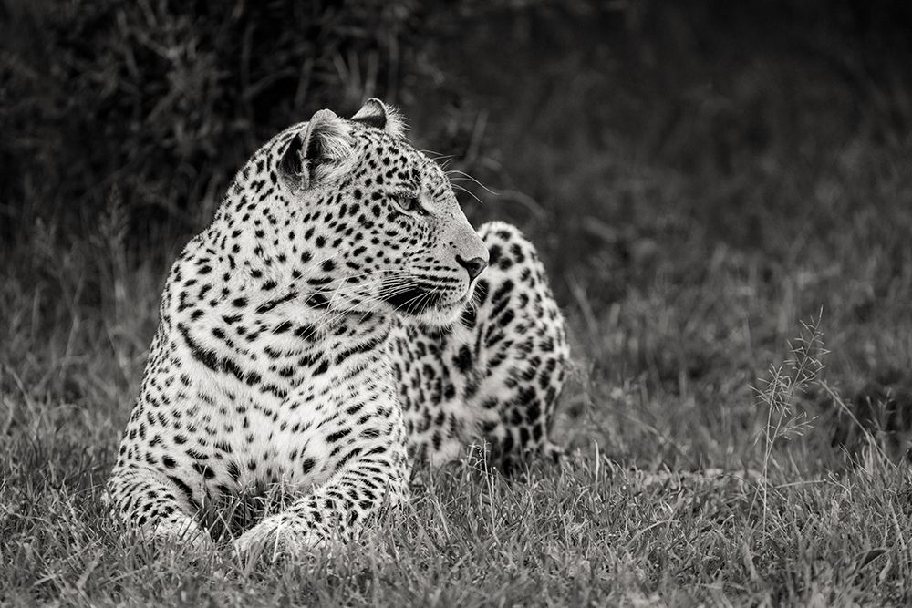 Art Print: Africa-Kenya-Maasai Mara National Reserve Close-up of resting leopard 