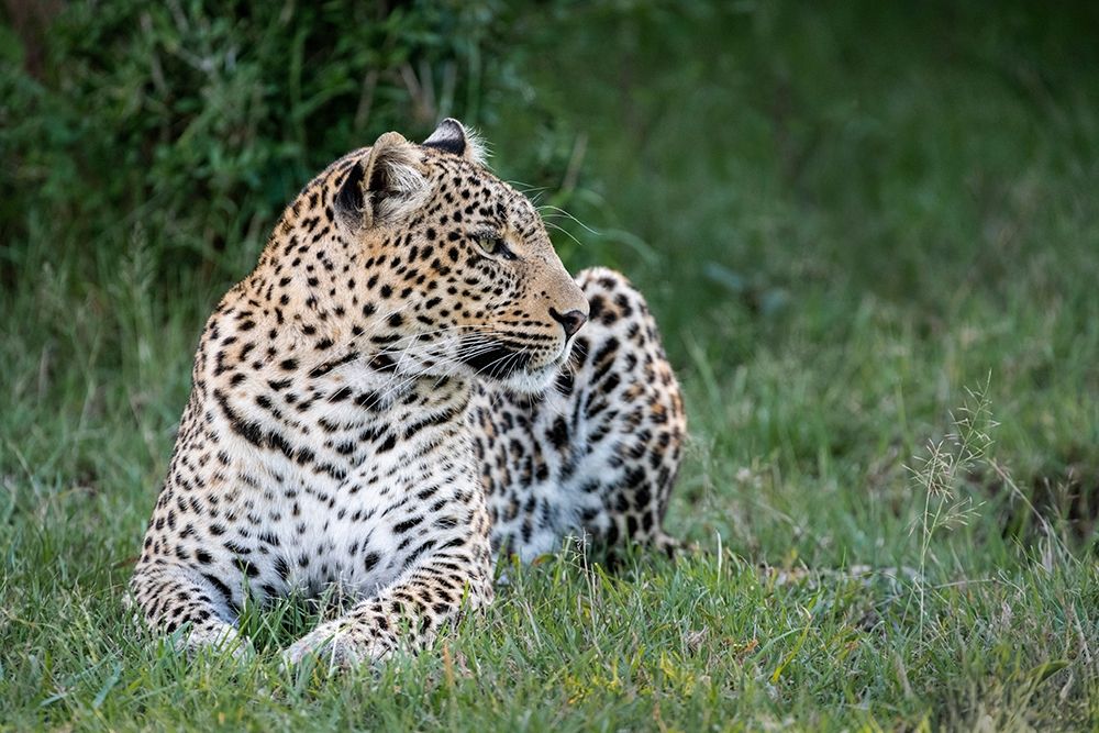 Art Print: Africa-Kenya-Maasai Mara National Reserve Close-up of resting leopard 
