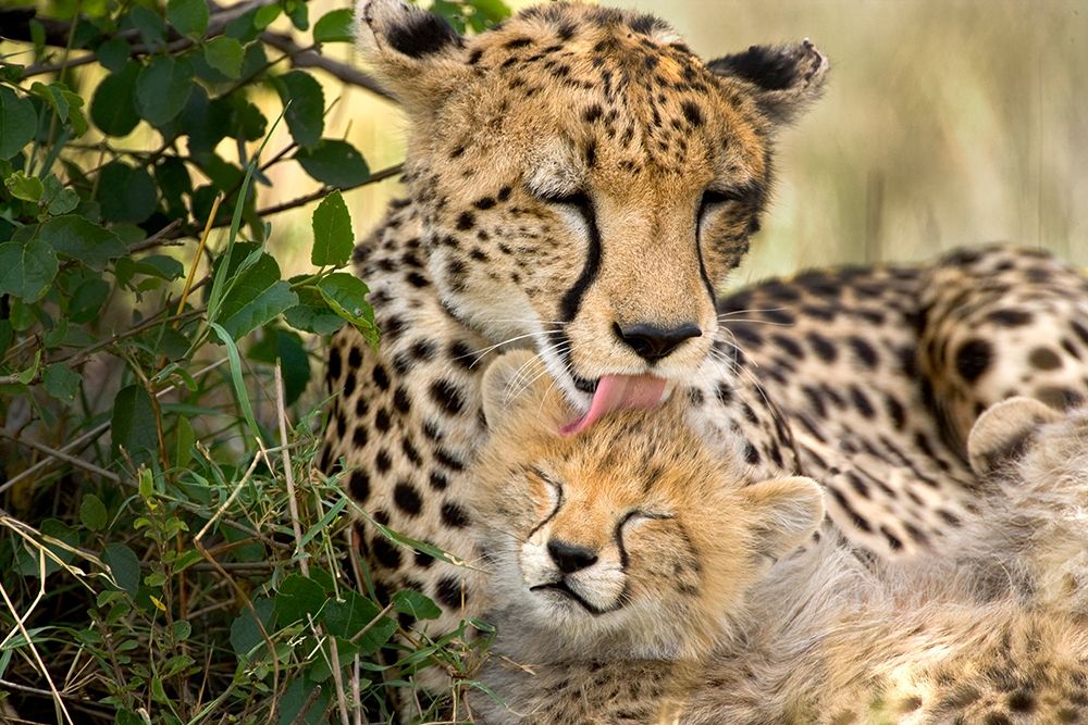 Art Print: Kenya-Masai Mara National Reserve Cheetah mother grooming cub
