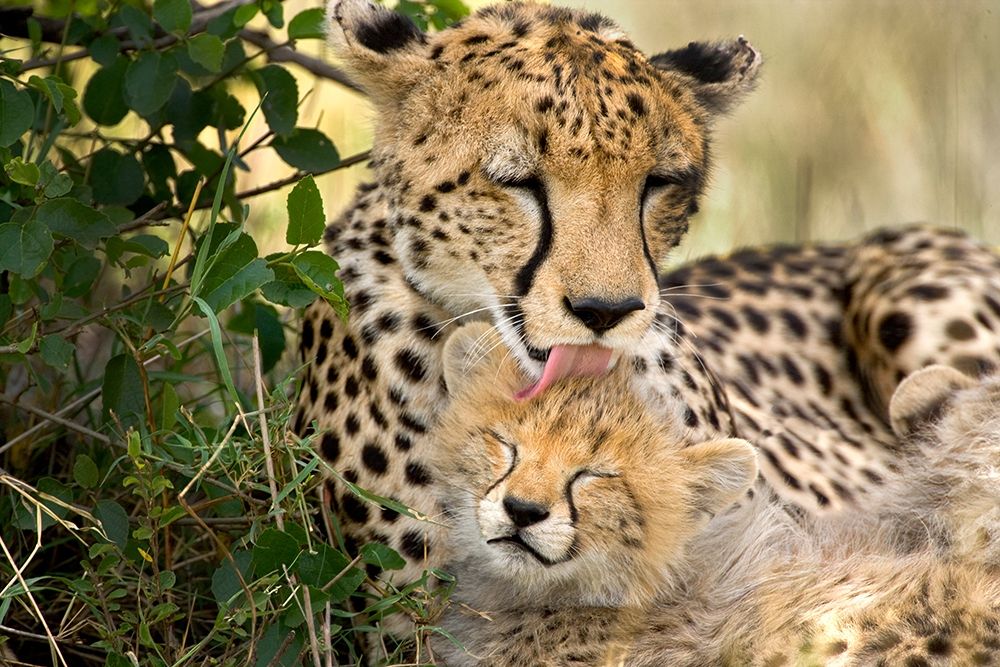 Wall Art Painting id:398744, Name: Kenya-Masai Mara National Reserve Cheetah mother grooming cub, Artist: Jaynes Gallery