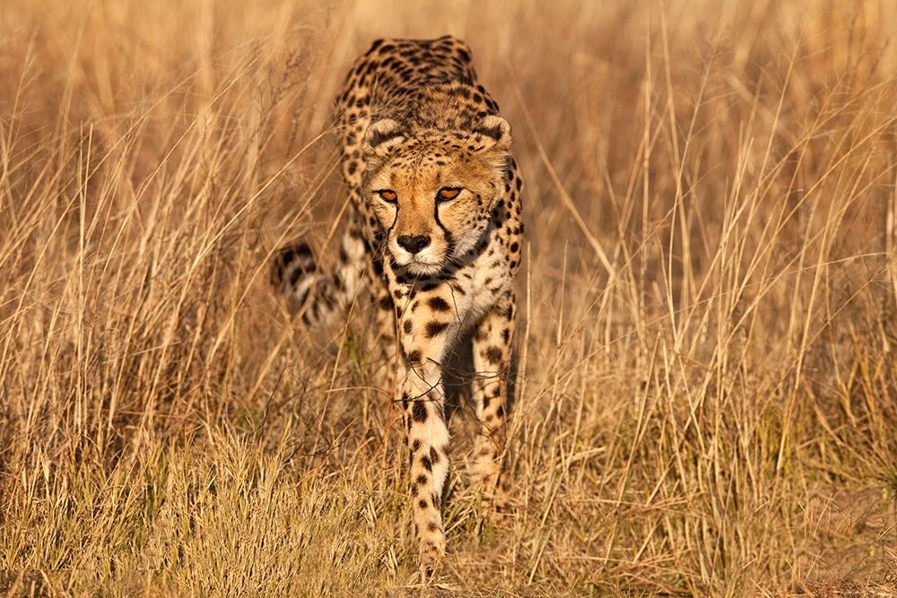 Art Print: Kenya-Masai Mara National Reserve Cheetah close-up at sunset