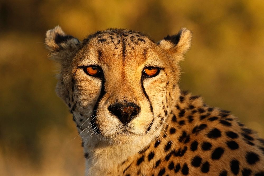 Art Print: Kenya-Masai Mara National Reserve Cheetah close-up at sunset