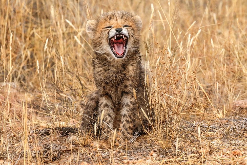 Art Print: Kenya-Masai Mara National Reserve Close-up of cheetah cub yawning