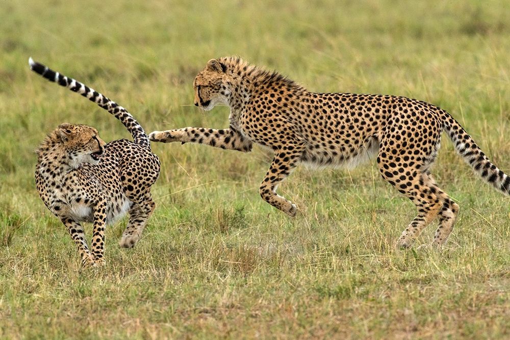 Art Print: Kenya-Masai Mara National Reserve Young cheetahs playing