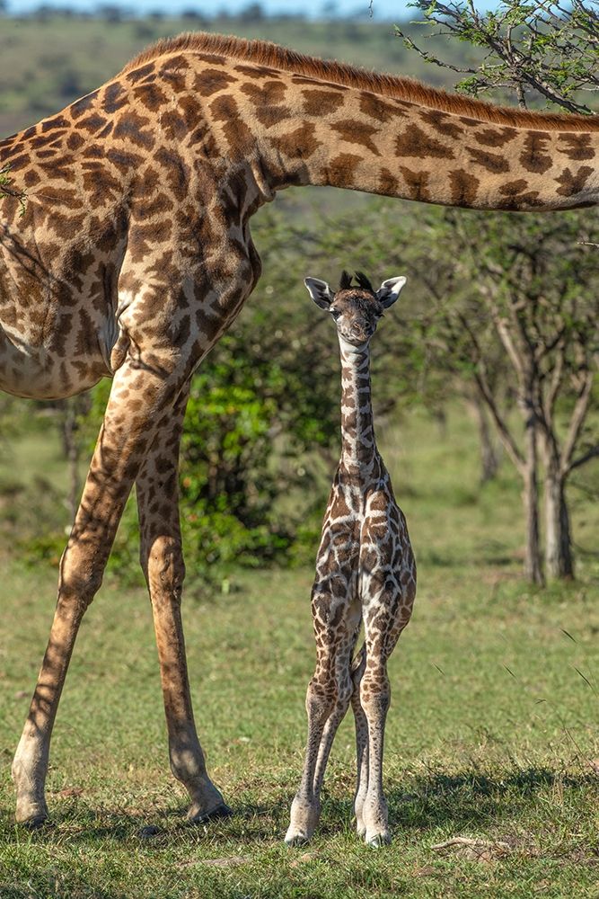 Art Print: Kenya-Masai Mara Conservancy Mother and newborn giraffe close-up