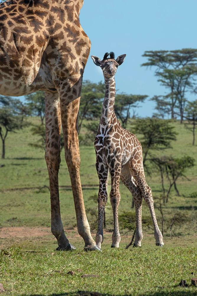 Art Print: Kenya-Kenya-Masai Mara Conservancy Group of adult giraffes Mother and newborn giraffe close-up