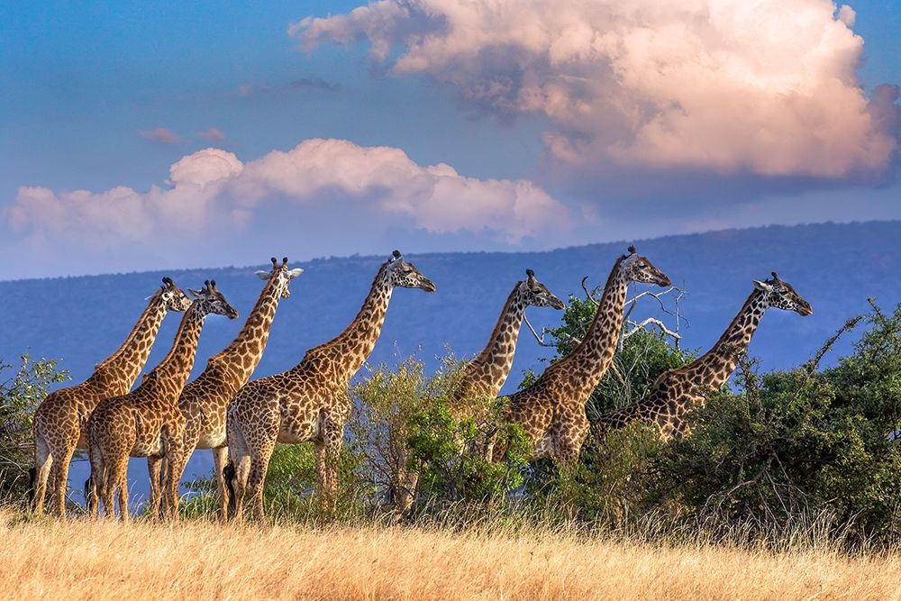 Art Print: Kenya-Masai Mara Conservancy Group of adult giraffes