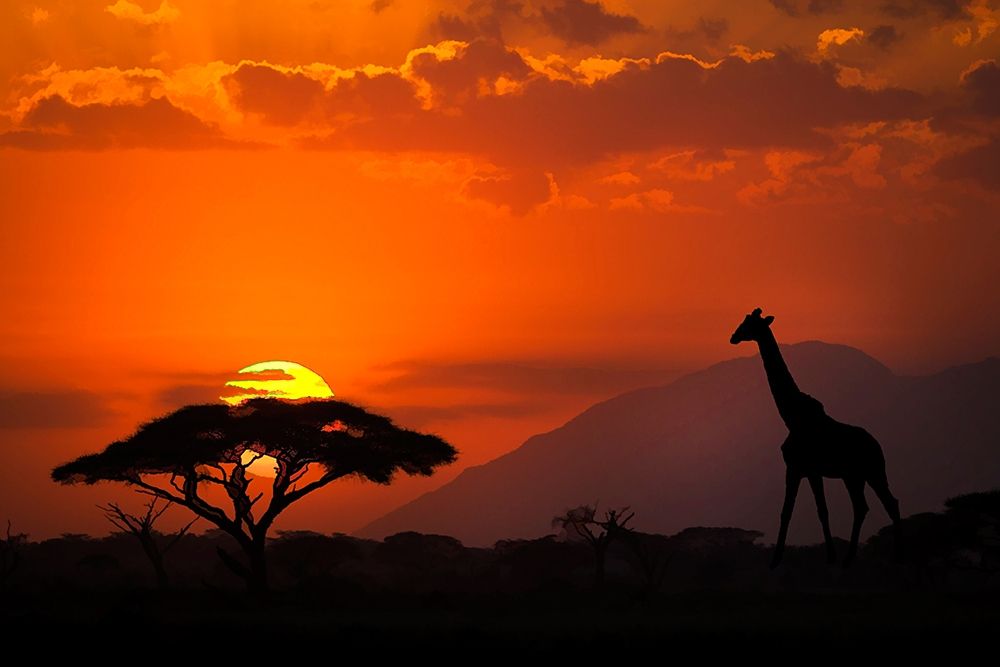 Art Print: Kenya-Amboseli National Park Abstract sunset with giraffe and acacia tree silhouettes