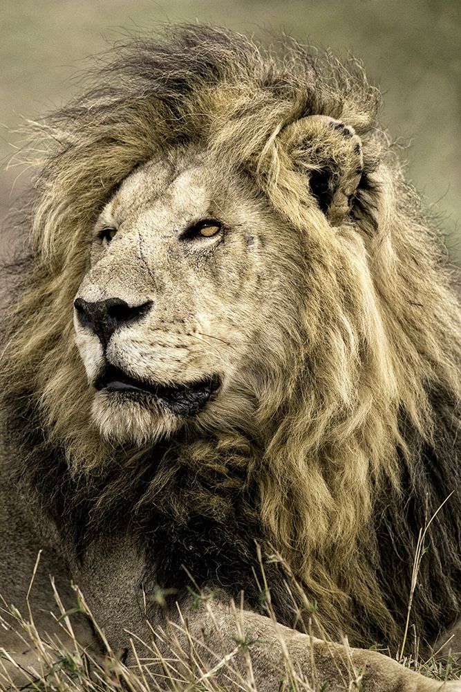 Wall Art Painting id:603686, Name: Africa-Kenya-Masai Mara National Reserve. Portrait of old male lion., Artist: Jaynes Gallery