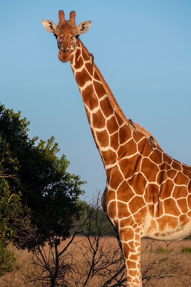 Art Print: Africa-Kenya-Ol Pejeta Conservancy-Reticulated giraffe with yellow-billed oxpeckers