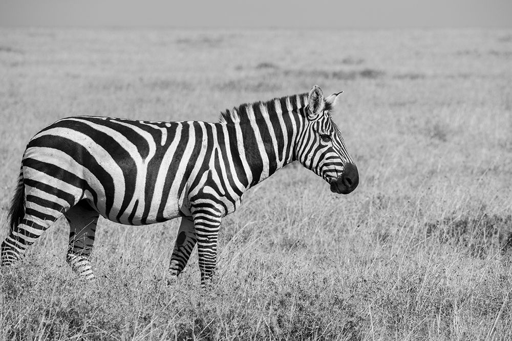 Art Print: Africa-Kenya-Ol Pejeta Conservancy-Bruchells zebra-Equus burchellii-in grassland habitat,