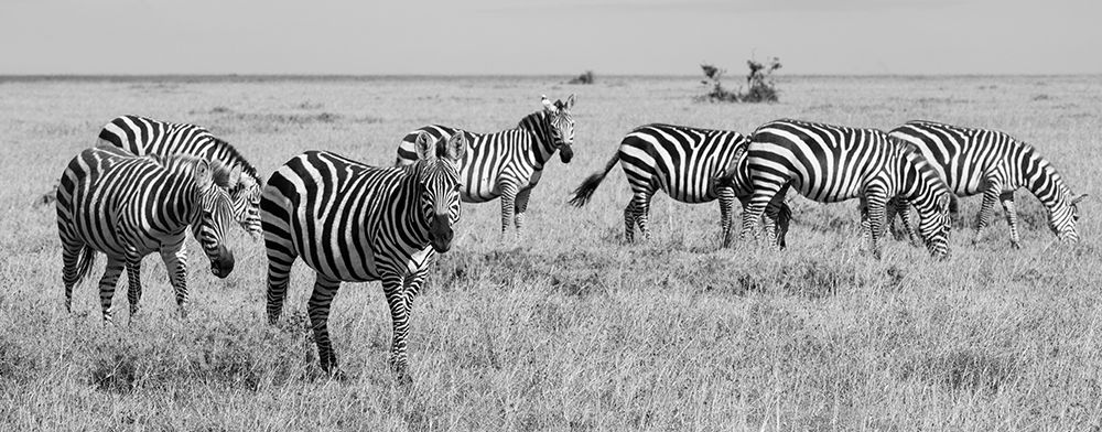 Art Print: Africa-Kenya-Ol Pejeta Conservancy-Herd of Bruchells zebra-Equus burchellii-in grassland habitat