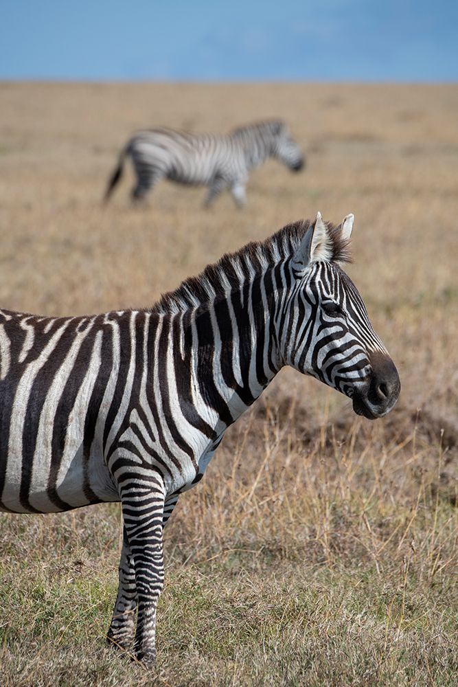 Art Print: Africa-Kenya-Ol Pejeta Conservancy-Bruchells zebra-Equus burchellii-in grassland habitat
