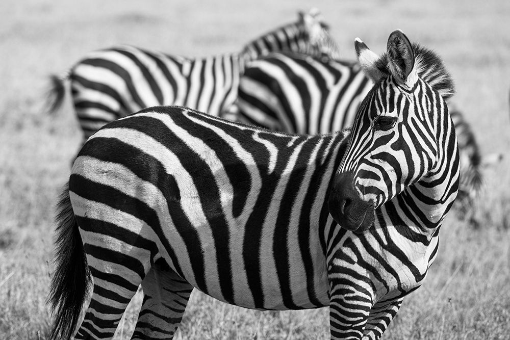 Art Print: Africa-Kenya-Ol Pejeta Conservancy-Bruchells zebra-Equus burchellii-in grassland habitat