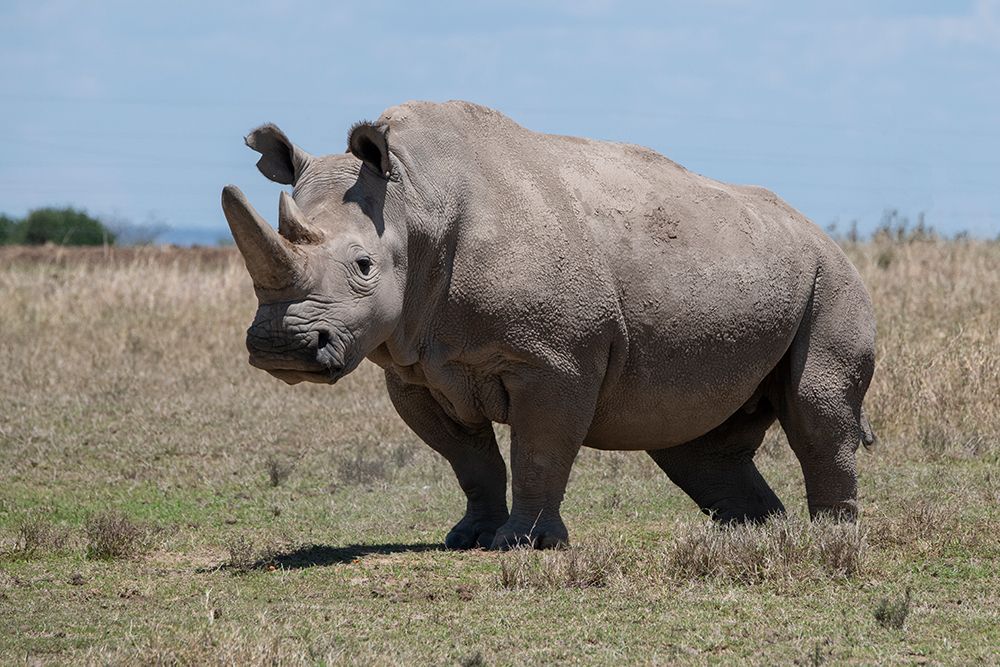 Art Print: Africa-Kenya-Ol Pejeta Conservancy-one of the last 2 critically endangered Northern white rhinos