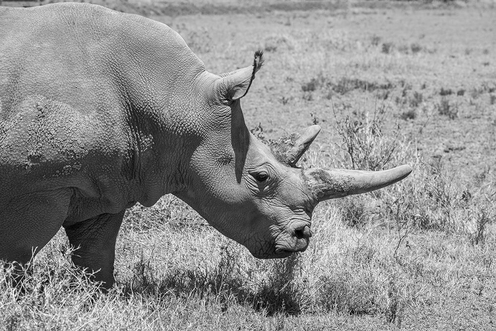 Art Print: Africa-Kenya-Ol Pejeta Conservancy-one of last 2 critically endangered Northern white rhinos