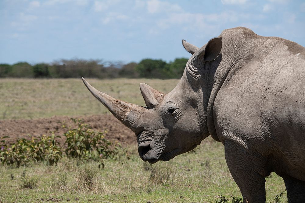 Art Print: Africa-Kenya-Ol Pejeta Conservancy-One the last 2 critically endangered Northern white rhinos