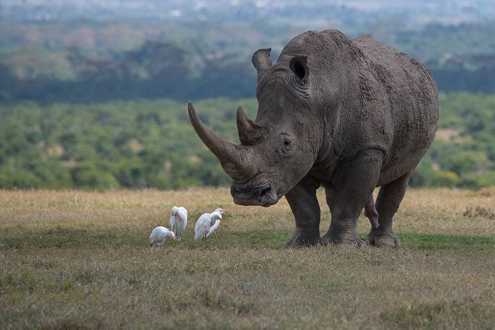 Art Print: Africa-Kenya-Ol Pejeta-Southern white rhinoceros-Ceratotherium simum simum-with cattle egrets