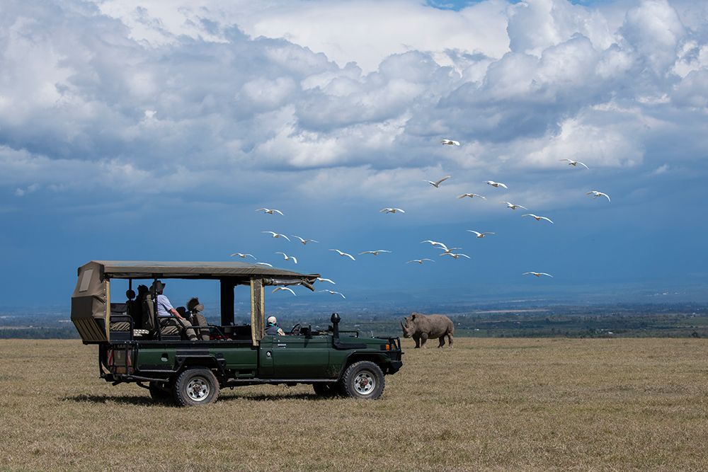 Art Print: Africa-Kenya-Ol Pejeta Conservancy-Safari jeep with Southern white rhinoceros-Ceratotherium simum