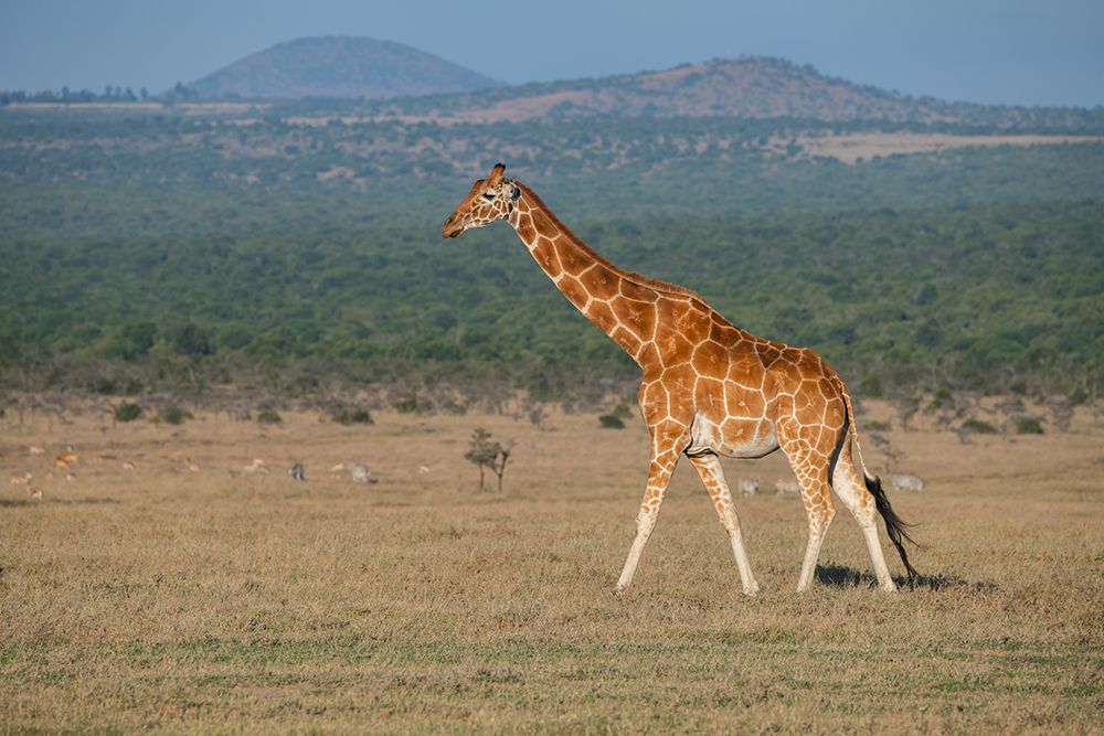 Art Print: Africa-Kenya-Ol Pejeta Conservancy-Reticulated giraffe Endangered species