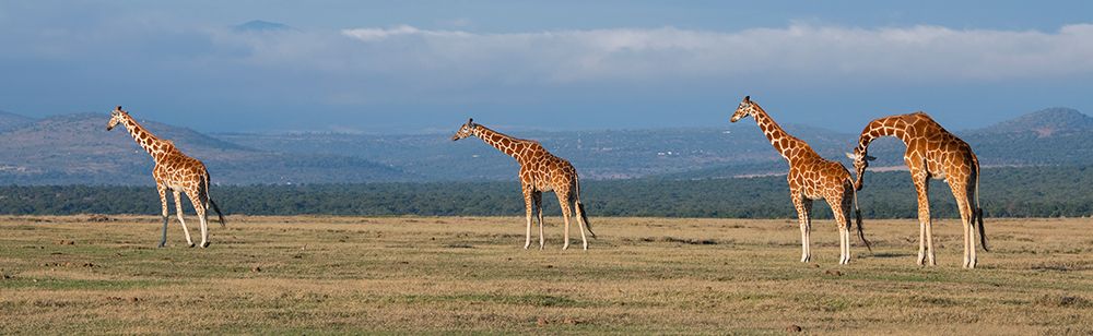 Art Print: Africa-Kenya-Ol Pejeta Conservancy-Herd of Reticulated giraffe-Endangered species