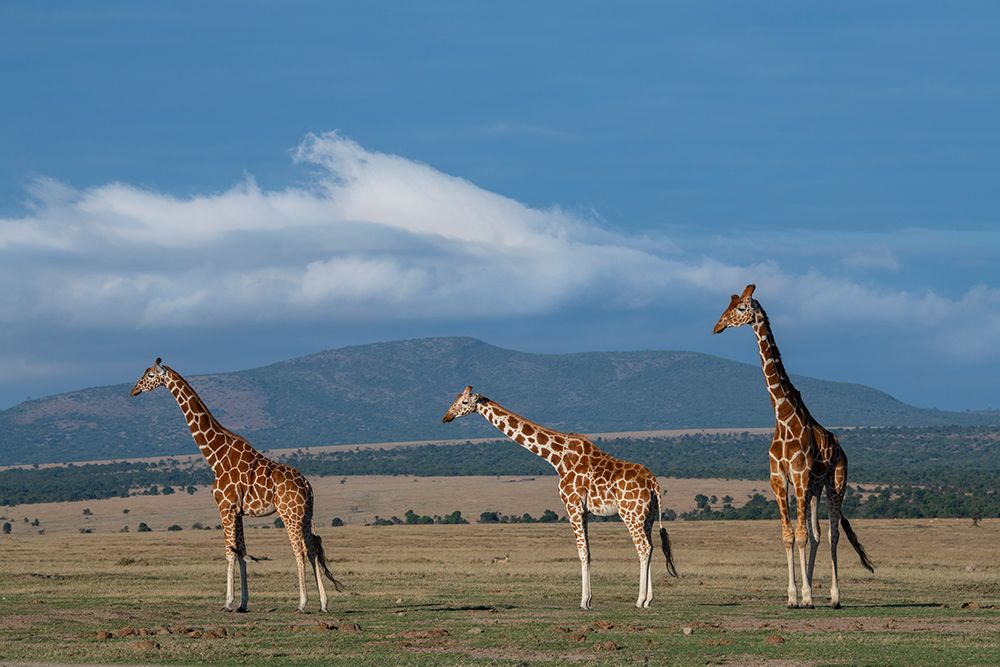 Art Print: Africa-Kenya-Northern Frontier District-Ol Pejeta Conservancy-Reticulated giraffe