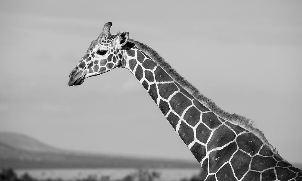 Art Print: Africa-Kenya-Ol Pejeta Conservancy-Reticulated giraffe Endangered species