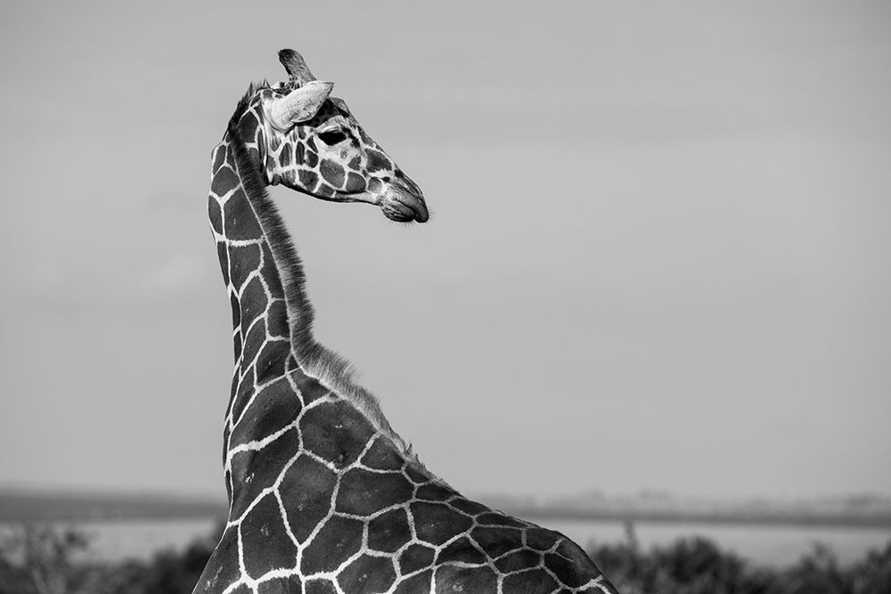 Art Print: Africa-Kenya-Ol Pejeta Conservancy-Reticulated giraffe Endangered species