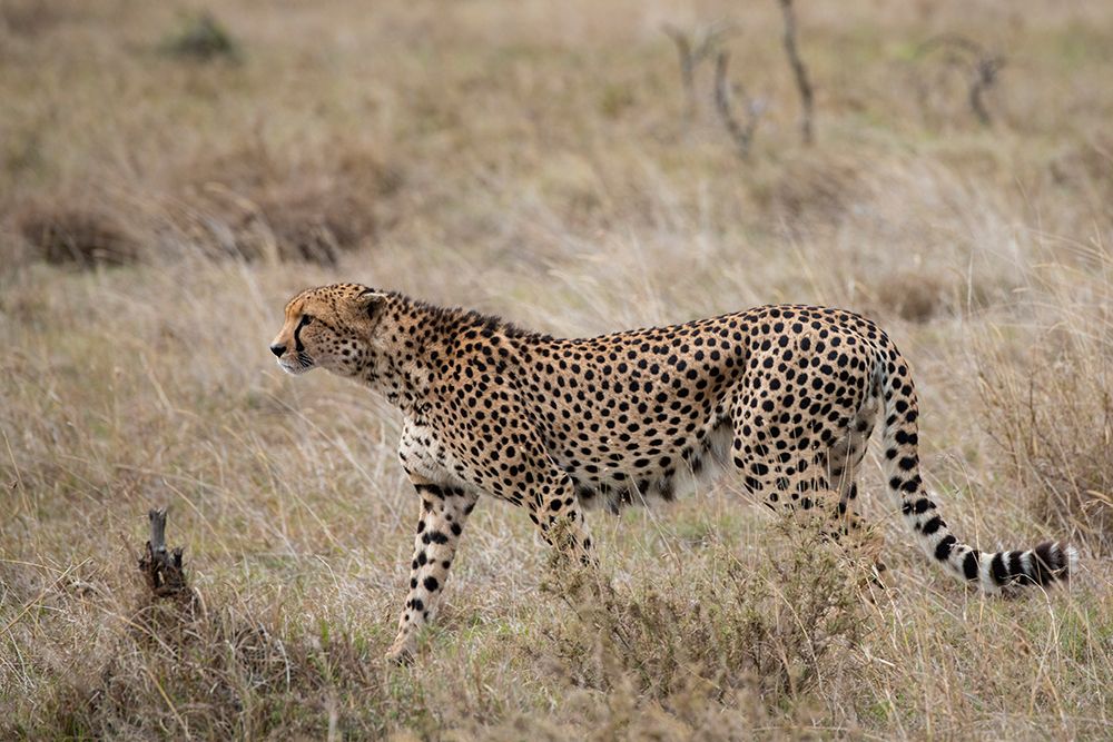 Art Print: Africa-Kenya-Laikipia Plateau-Ol Pejeta Conservancy-Lone male cheetah-endangered species