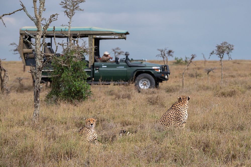 Art Print: Africa-Kenya-Ol Pejeta Conservancy-Safari jeep with male cheetahs-endangered species