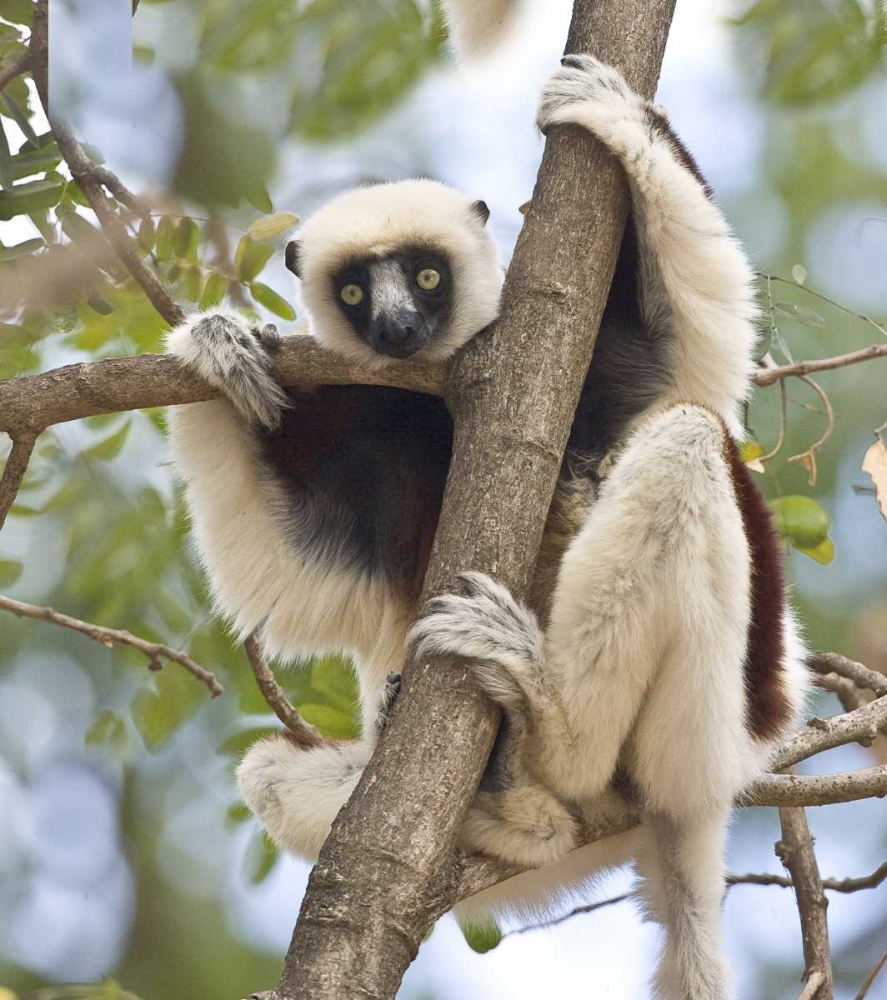 Art Print: Madagascar Sifaka lemur perched in tree