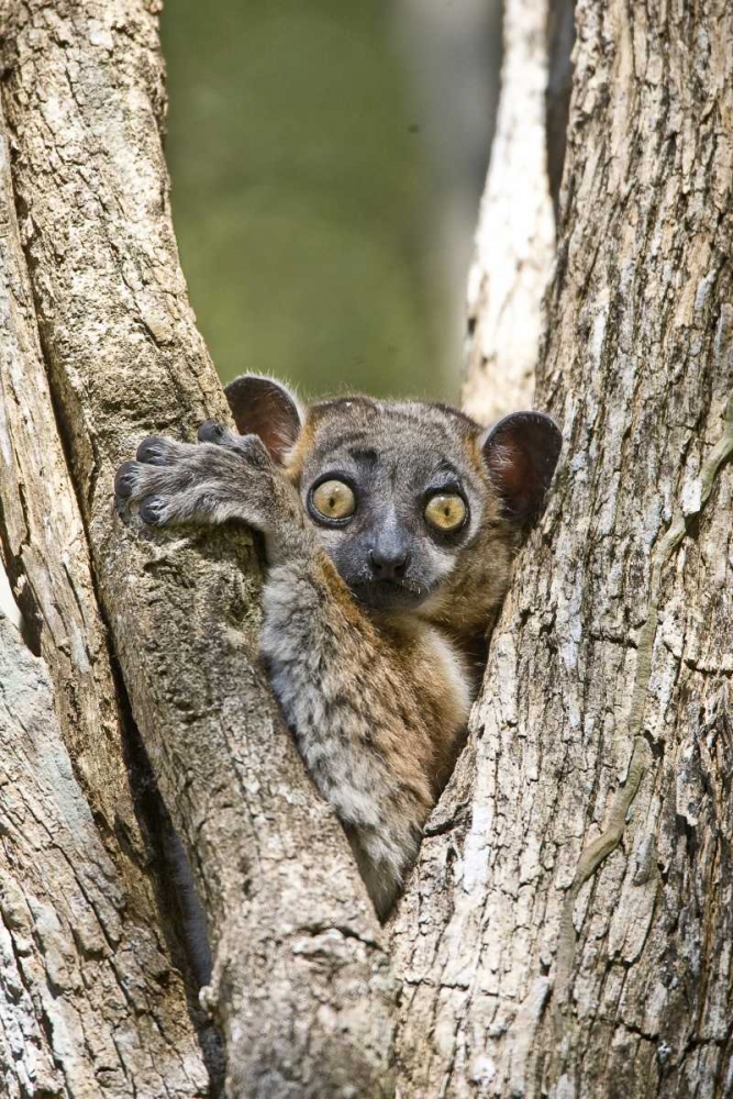 Art Print: Madagascar White-footed sportive lemur in tree