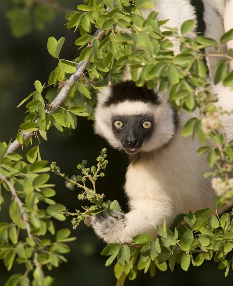 Art Print: Madagascar Verreauxs sifaka hanging in tree