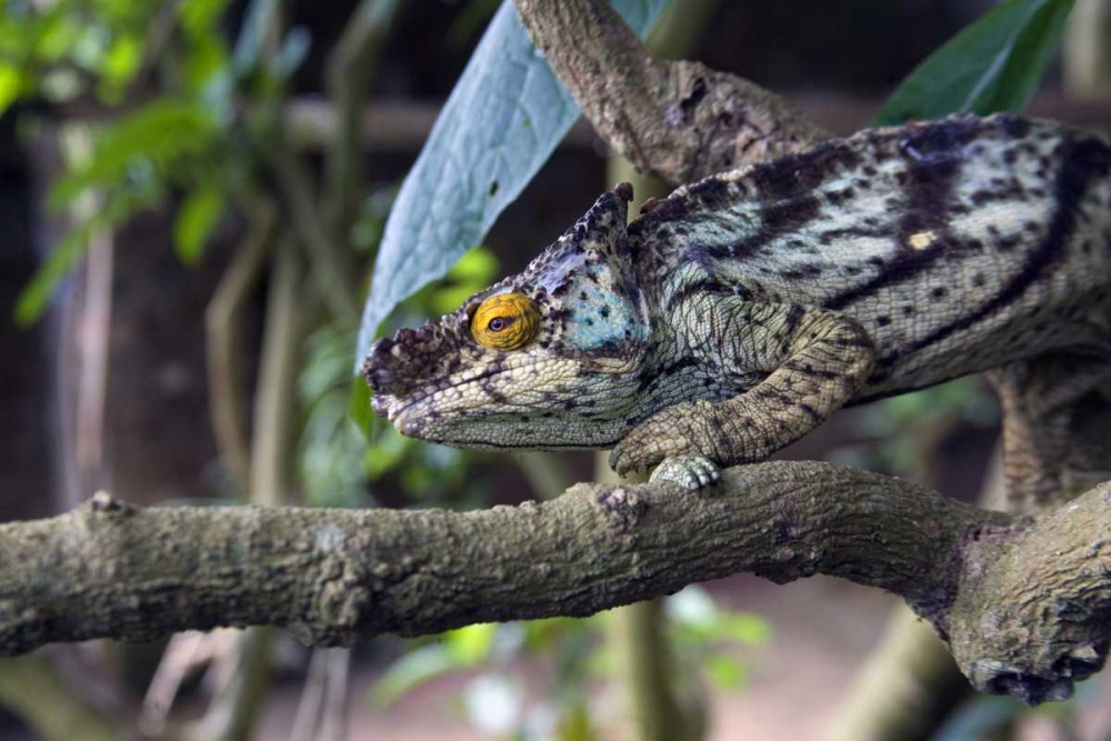 Art Print: Madagascar Chameleon crawls on tree limb