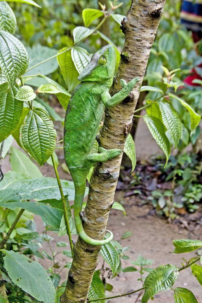 Art Print: Madagascar Chameleon crawls up tree limb